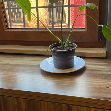 Hub Flats 5*